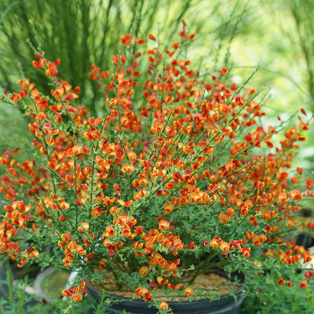 Blooming Cytisus Lena in a black pot in greenhouse